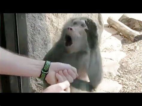 Monkey reacts to magic